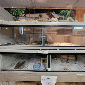 Animal Adventures MA 7/22 - Burmese pythons