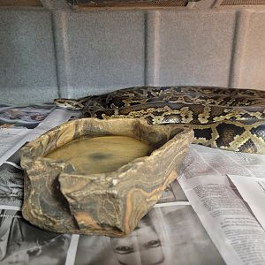 Animal Adventures MA 7/22 - Burmese python