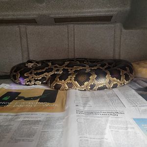 Animal Adventures MA 7/22 - Burmese pythons