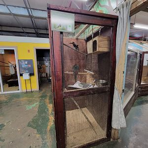 Animal Adventures MA 7/22 - Ivory-billed aracari