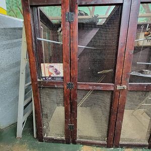 Animal Adventures MA 7/22 - Laughing kookaburra