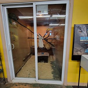 Animal Adventures MA 7/22 - Garnett's galago