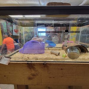 Animal Adventures MA 7/22 - Hairless domestic rats