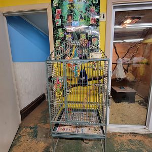 Animal Adventures MA 7/22 - Sunday conure (sun conure x jenday conure)