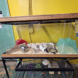 Animal Adventures MA 7/22 - Domestic rats