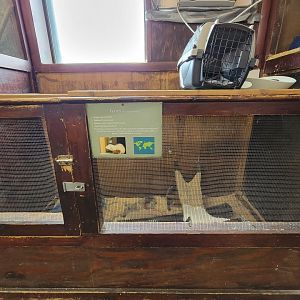 Animal Adventures MA 7/22 - Domestic ferrets