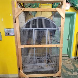 Animal Adventures MA 7/22 - Eastern screech owl