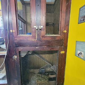 Animal Adventures MA 7/22 - Brush-tailed bettongs