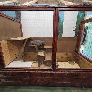 Animal Adventures MA 7/22 - North American porcupine