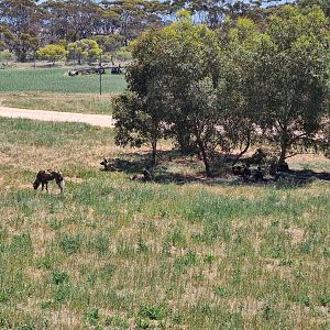 African Wild Dog pack