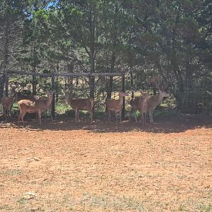 Red Deer (poor quality)