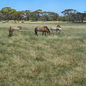 Przewalski's horse and American Bison (in background)
