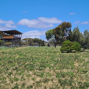 African Wild Dog / Spotted Hyena Exhibit
