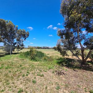 African Wild Dog / Spotted Hyena Exhibit 2