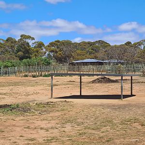 Southern White Rhino Cow Exhibit