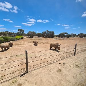 Southern White Rhino Cows
