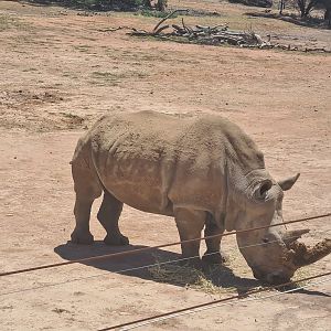 Southern White Rhino Cow