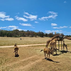 Giraffe, Ostrich and Eland