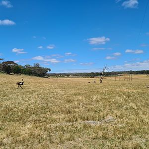 Male Ostrich Running