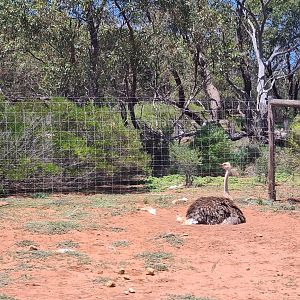 Ostrich on nest