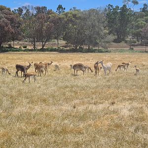 Indian Antelope and Mesopotamian Fallow Deer