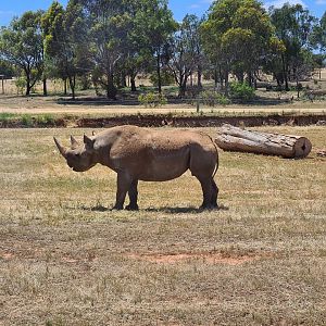 Black Rhino Bull