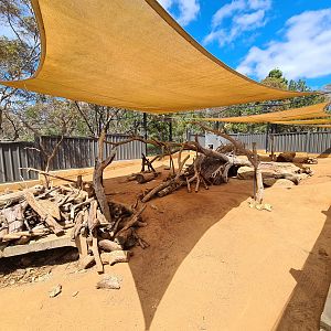 South African Porcupine Exhibit