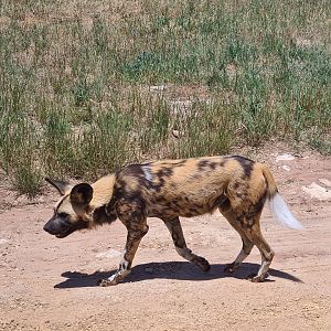 African Wild Dog