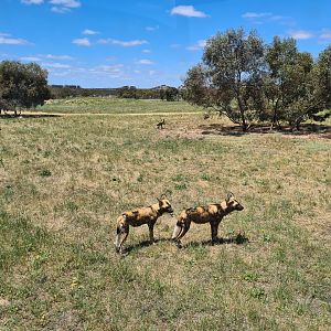 Wild Dog Pack with new hotel in distant background