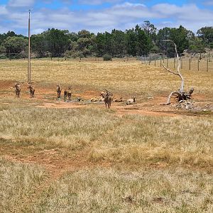 Eland with calves in a tight creche