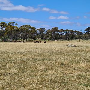 American Bison and Wild Horses grazing