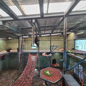 Chimpanzee Exhibit Indoors