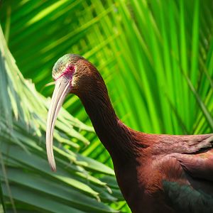 White-faced Ibis (Plegadis chihi)