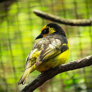 Reichenow's Baglafecht Weaver (Ploceus baglafecht reichenowi)