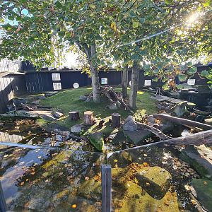 Asian small-clawed otter enclosure