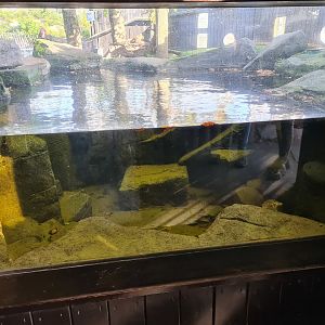 Otter enclosure - Underwater viewing