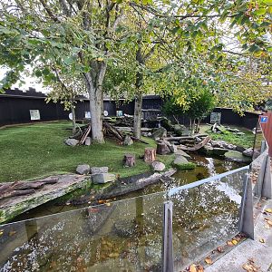 Asian small-clawed otter enclosure
