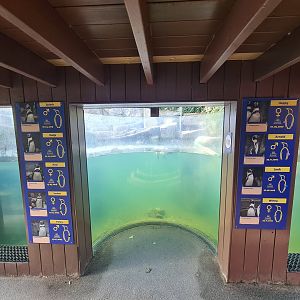 Humboldt penguin underwater viewing