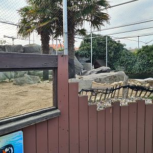 Humboldt penguin enclosure