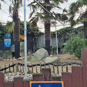 Humboldt penguin enclosure