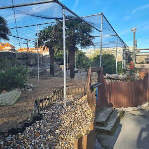 Humboldt penguin enclosure