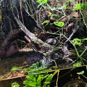 Second room - Vampire crab paludarium