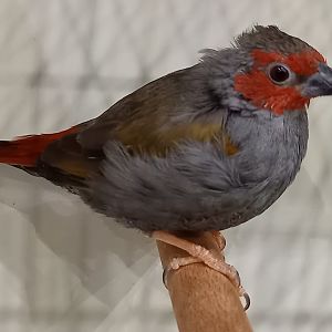 Red-faced pytilia