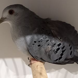 Blue ground-dove - male