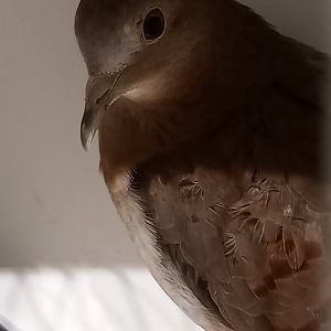 Blue ground-dove - female