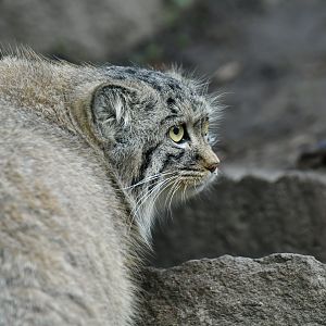 Pallas' cat (Otocolobus manul)