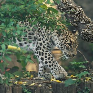 Persian Leopard (Panthera pardus saxicolor)