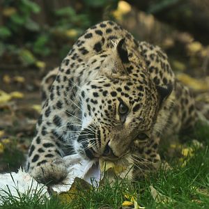Persian Leopard (Panthera pardus saxicolor)