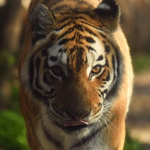 Siberian tiger Panthera tigris altaica