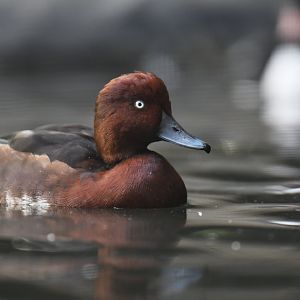 Ferruginous Pochard Aythya nyroca